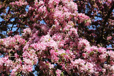 Güzel çiçek açan sakura ağaçları sıcak Mayıs günlerinde Japonya 'nın sembolüdür..