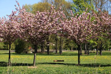 Güzel çiçek açan sakura ağaçları sıcak Mayıs günlerinde Japonya 'nın sembolüdür..