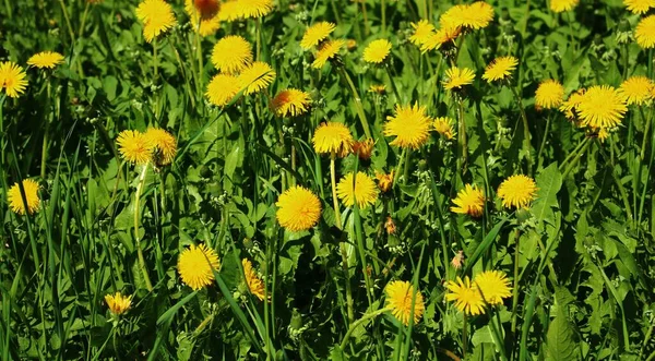 五月的晴天 绿地和草地上盛开的蒲公英 — 图库照片
