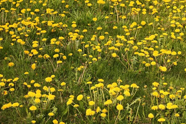五月的晴天 绿地和草地上盛开的蒲公英 — 图库照片