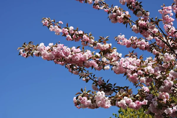 Magnifiquement Floraison Des Arbres Sakura Sont Symbole Japon Les Jours — Photo