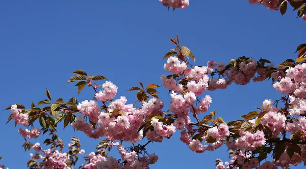 Magnifiquement Floraison Des Arbres Sakura Sont Symbole Japon Les Jours — Photo