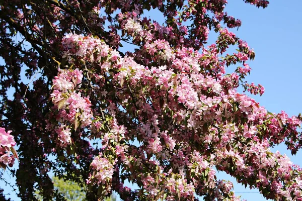 Beautifully Blooming Sakura Trees Symbol Japan Warm May Days — Stock Photo, Image