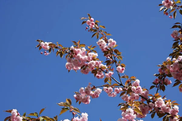 Magnifiquement Floraison Des Arbres Sakura Sont Symbole Japon Les Jours — Photo
