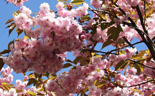 Magnifiquement Floraison Des Arbres Sakura Sont Symbole Japon Les Jours — Photo
