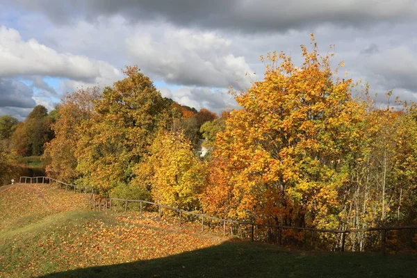 Деревья Пожелтевшими Осенними Листьями Небо Мрачными Темными Облаками — стоковое фото