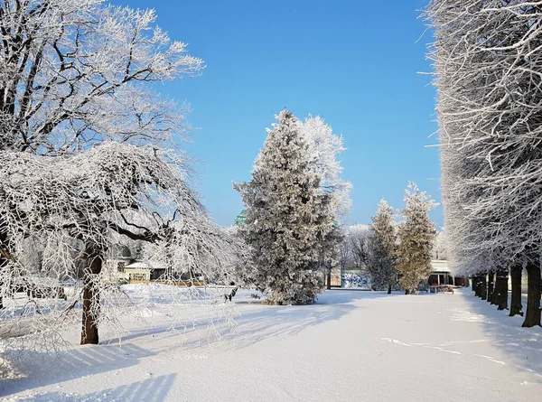 Callejón Árboles Con Ramas Cubiertas Heladas Blancas Como Nieve Ciudad —  Fotos de Stock