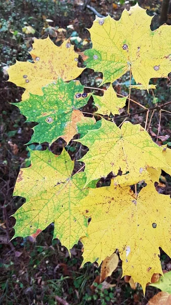 Különböző Színek Őszi Levelek Fákon Lehullott Földre — Stock Fotó