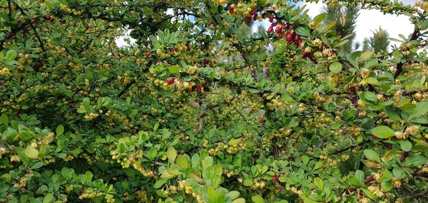 Grote Struik Van Berberis Met Veel Rood Fruit Een Zonnige — Stockfoto
