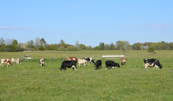 Pequeno Rebanho Vacas Domésticas Pastam Prado Verde Atrás Uma Besta — Fotografia de Stock