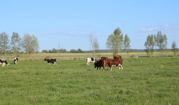 Pequeno Rebanho Vacas Domésticas Pastam Prado Verde Atrás Uma Besta — Fotografia de Stock