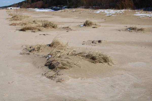 2020 baharının başlarında Riga Körfezi 'nin Jurmala kıyısındaki Letonya' da kum tepeleri.