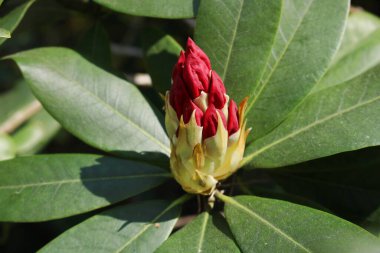Güzel, büyük kırmızı tomurcuk, sıcak bir mayıs gününde Rhododendron çalılarının üzerinde..