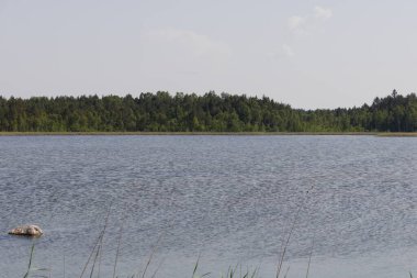 Bir yaz günü sık ormanlarla çevrili küçük bir tatlı su gölünün su yüzeyi..