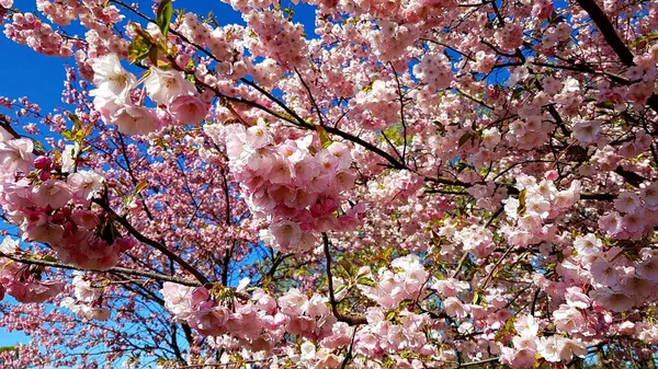 Sakura Arbres Avec Nombreuses Fleurs Fleuri Sur Les Chaudes Journées — Photo