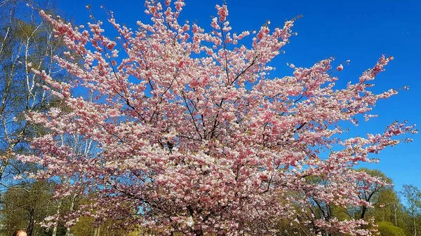 Sakuraträd Med Många Blommor Blommade Varma Vårdagar — Stockfoto