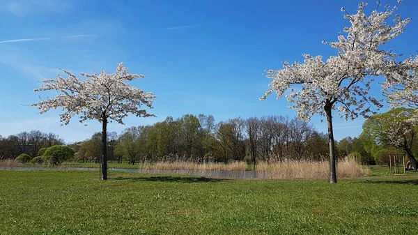 Sakura Bomen Met Veel Bloemen Bloeiden Warme Lentedagen — Stockfoto