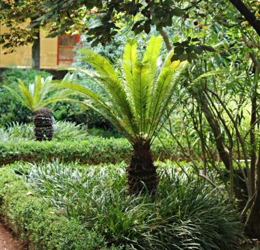 Çiçek tarlasında büyüyen küçük palmiye ağaçları..