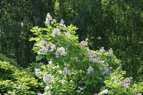 Grote Witte Clusters Een Bloeiende Boom Een Zomerse Zonnige Dag — Stockfoto