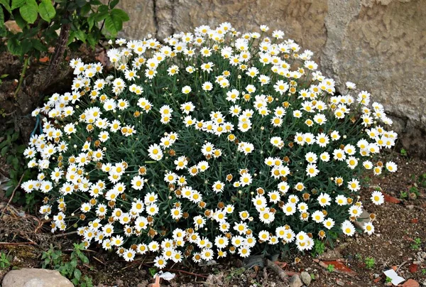 Large Flowerbed White Yellow Matricaria Flowers Grows Stone Wall — Stock Photo, Image