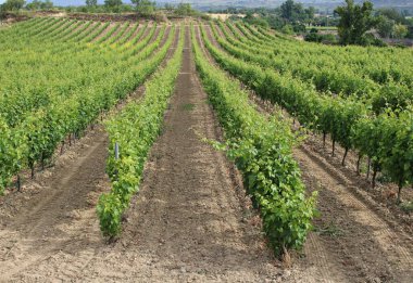 Yazın başında Bask bölgesindeki tepelerde büyük üzüm bağları fidanlığı.