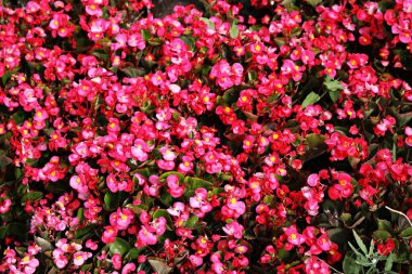 Güzel sınır begonyası çiçekleri bir şehir parkında bir çiçek tarlasına dikilmiş..