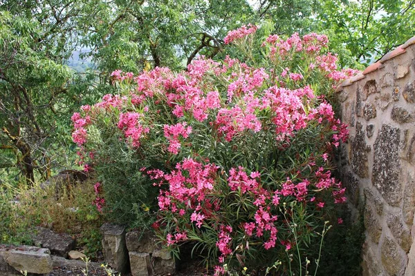 Taştan bir duvarda büyüyen bir sürü pembe çiçekli büyük bir Oleander çalısı..