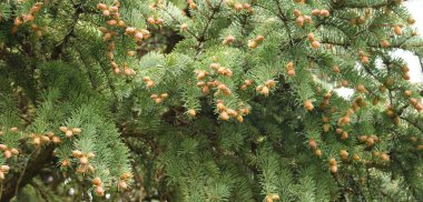 Ormandaki bir çam ağacının dallarında birçok genç koni.