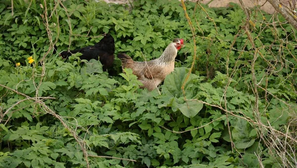 Lone Chicken Pockmarked Walks Green Thickets Village Garden — Stock Photo, Image