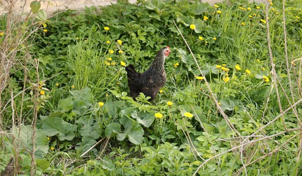 Caminhadas Solitárias Frango Nos Matagais Verdes Jardim Aldeia — Fotografia de Stock