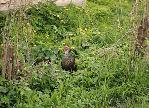 Lone Chicken Pockmarked Walks Green Thickets Village Garden — Stock Photo, Image