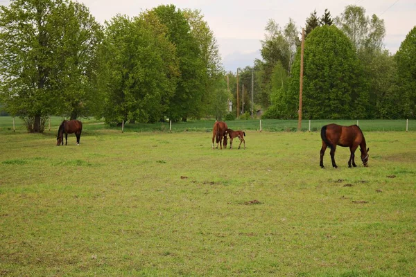 Poucos Cavalos Pastam Prado Verde Nos Arredores Aldeia — Fotografia de Stock