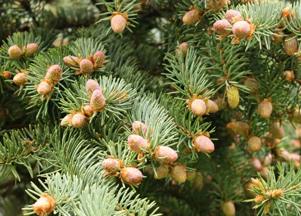 Veel Jonge Kegels Takken Van Een Dennenboom Het Bos — Stockfoto