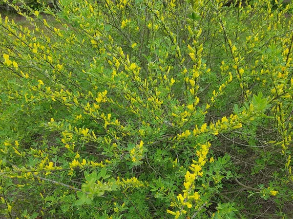 Primeiras Flores Amarelas Arbusto Forsythia Início Primavera Dia Ensolarado — Fotografia de Stock
