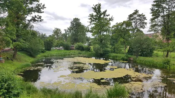 Small Pond Trees Quiet Countryside Abundantly Overgrown Algae — Stock Photo, Image
