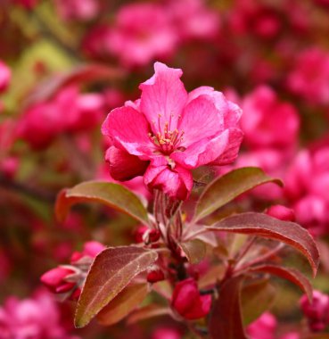 Kırsal bir bahçede kırmızı yapraklarla süslü bir elma ağacı..