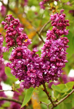 Baharın sonlarında bahçelerde ve parklarda güzel leylak çalıları..