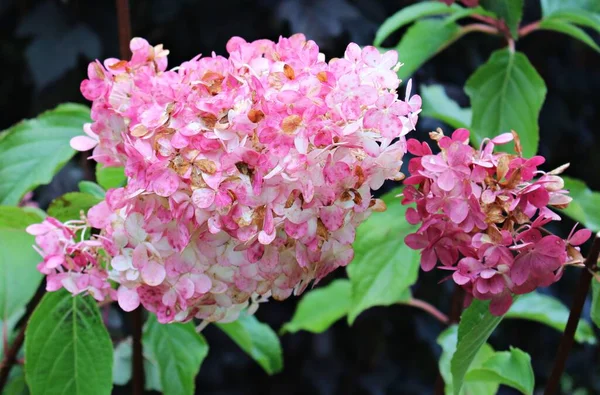 Grandes Belles Grappes Hortensia Fleurissent Dans Jardin Été — Photo