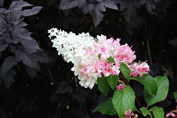 Grandes Belles Grappes Hortensia Fleurissent Dans Jardin Été — Photo