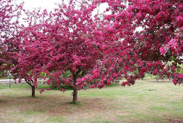 Цветущие Декоративные Яблони Красными Листьями Деревенском Саду — стоковое фото