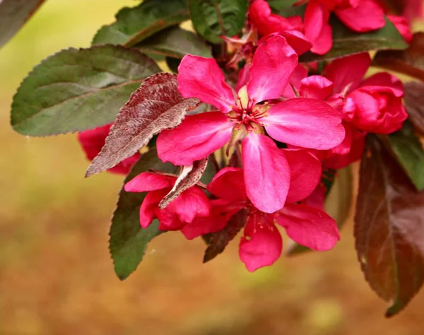 Înflorire Măr Ornamental Frunze Roșii Într Grădină Rustică — Fotografie, imagine de stoc