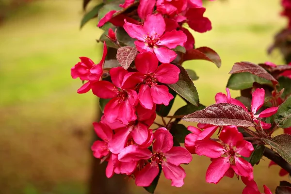 Kwitnąca Ozdobna Jabłoń Czerwonymi Liśćmi Rustykalnym Ogrodzie — Zdjęcie stockowe
