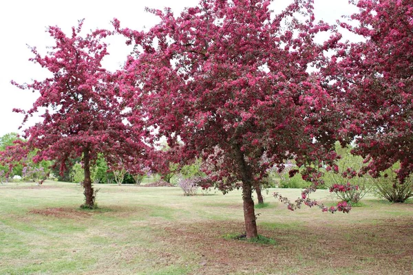 在乡村的花园里开着红叶的观赏性苹果树 — 图库照片