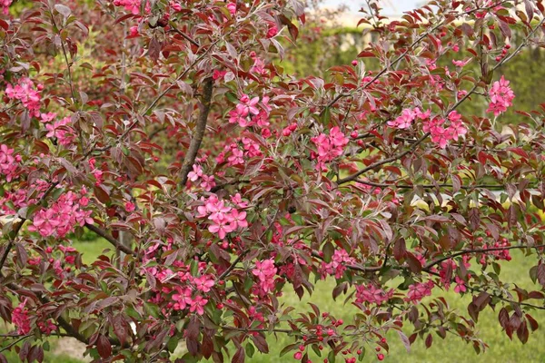 美丽的红花盛开的观赏苹果树在春天的花园里 — 图库照片