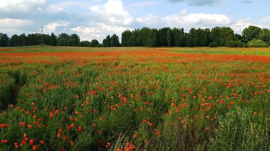 Güneşli bir yaz gününde, büyük yeşil bir tarlada açan kırmızı gelincikler..