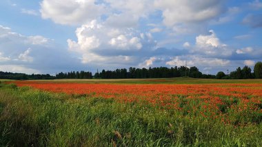 Güneşli bir yaz gününde, büyük yeşil bir tarlada açan kırmızı gelincikler..