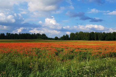 Güneşli bir yaz gününde, büyük yeşil bir tarlada açan kırmızı gelincikler..
