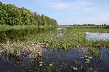 Nehir çimen ve alg akıntılarıyla kaplıdır..