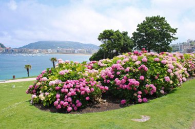 2019 yazında, İspanyol tatil beldesi Donostia-San Sebastian 'ın kumlu plajı yakınlarındaki çiçekli Hortense çalıları..