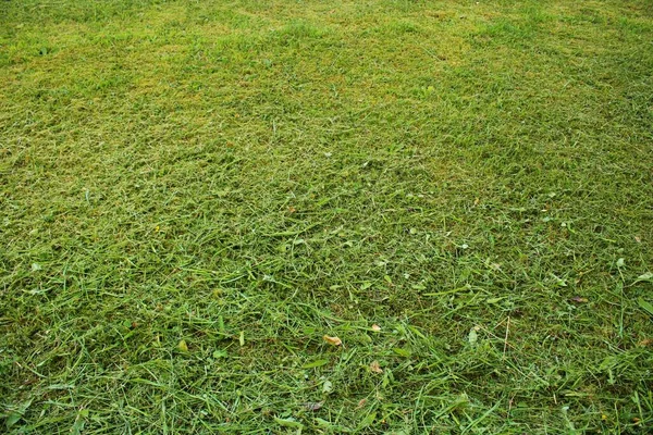 都市公園内に芝生の芝生の芝生の大面積 — ストック写真